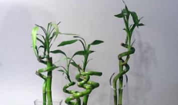 Pokojový bambus: foto, domácí péče