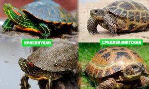 How to choose a turtle for your home?